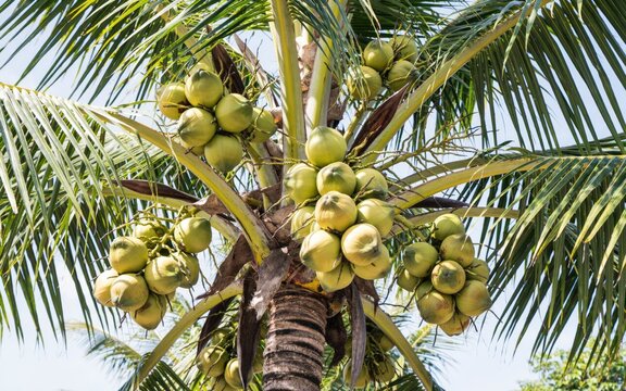 Low angle view of a coconut palm tree loaded with clusters of green coconuts