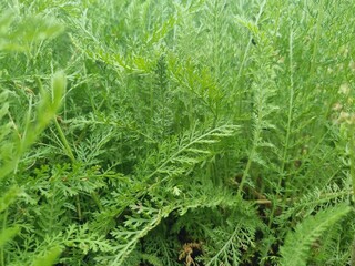 green yarrow Achillea millefolium leaves © VestalisArt