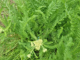 green yarrow Achillea millefolium leaves © VestalisArt