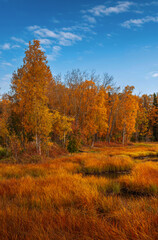 Fototapeta premium Autumn tranquil marshland pond and birch tree forest landscape along Chester Creek Trail with gold colored foliage, water grass, and deep blue cloudy sky in Anchorage, Alaska, USA.