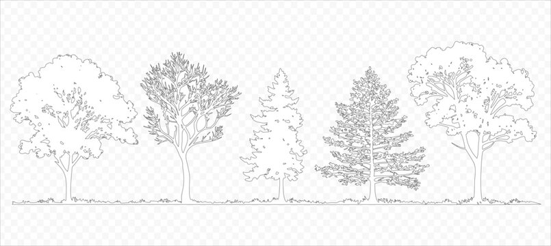 Vector trees in elevation view for use in architectural drawings isolated on transparent background