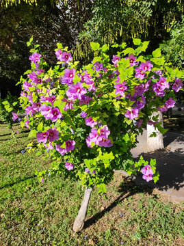 Blooming syrian hibiscus shrub with pink purple flowers and green leaves on thin trunk in sunny city park. Botany, gardening and summer landscaping concept.