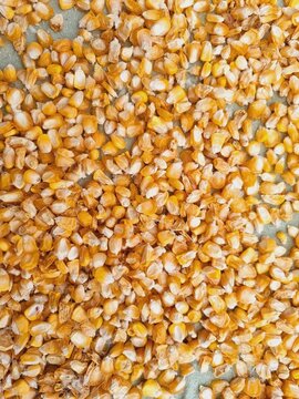 dried ripe yellow corn kernels