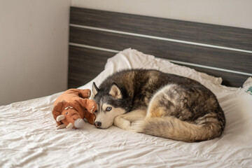 Adult husky lying on white bed beside favourite plush dinosaur, toy carried into bed every single evening, comfort of living with dog. Wide shot. Concept of comfort object of adult home dog © iwavephoto