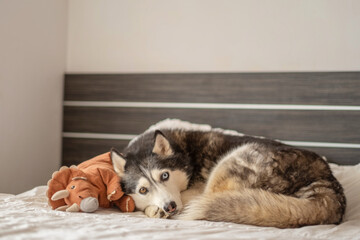 Siberian husky resting near soft plush toy for full comfort, object that dog refuses to share, story told without any single spoken word. Wide shot. Concept of comfort object of adult home dog © iwavephoto