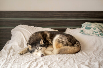 Siberian husky sleeping curled on white bed linen, dog taking bed of own owner, detail that turns ordinary hour into content. Wide shot. Concept of sleeping dog in quiet home bedroom © iwavephoto