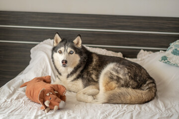 Siberian husky resting near soft plush toy for full comfort, toy carried into bed every single evening, moment without any command. Wide shot. Concept of comfort object of adult home dog © iwavephoto
