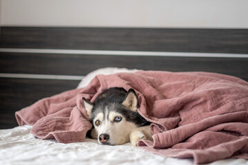 Adult husky peeking out of warm blanket on bed, hiding place nobody argues about, frame worth keeping in whole collection. Wide shot. Concept of warm blanket as favourite place of dog © iwavephoto