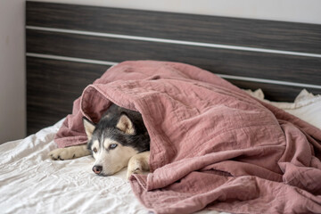 Siberian husky hiding under soft pink linen blanket, fabric pulled over whole animal, frame worth keeping in whole collection. Wide shot. Concept of warm blanket as favourite place of dog © iwavephoto