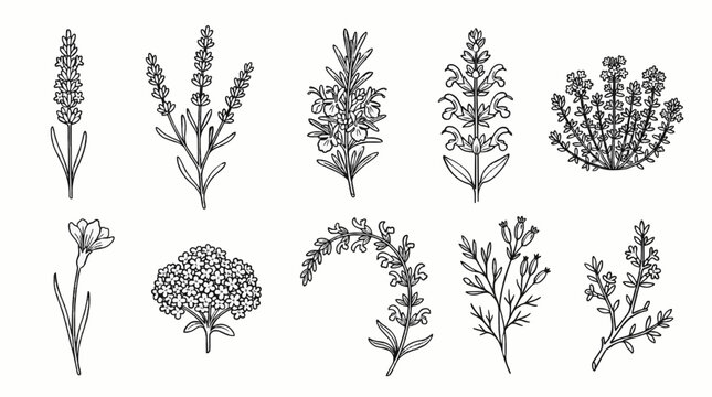 a flat vector illustration of various botanical herbs and medicinal wild plants in black outline
