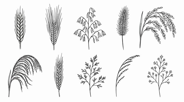a flat vector illustration of various cereal grains wheat ears and grasses in black outline