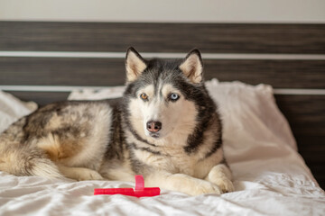 Adult husky lying beside chewed rubber bone at home, toy chosen over any expensive bed, story told without any single spoken word. Wide shot. Concept of favourite rubber toy of northern dog © iwavephoto