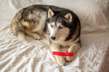 Siberian husky guarding bright rubber toy on white bed, game repeated through whole morning, frame worth keeping in whole collection. Wide shot. Concept of favourite rubber toy of northern dog © iwavephoto