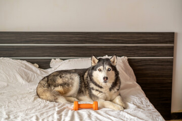 Adult husky lying beside chewed rubber bone at home, game repeated through whole morning, scene that modern brands keep asking for. Wide shot. Concept of favourite rubber toy of northern dog © iwavephoto