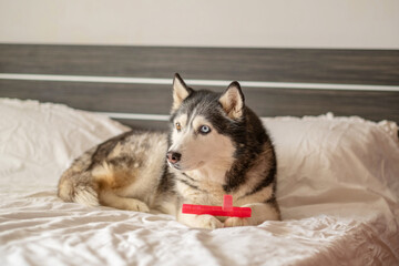 Siberian husky guarding bright rubber toy on white bed, toy chosen over any expensive bed, story told without any single spoken word. Wide shot. Concept of favourite rubber toy of northern dog © iwavephoto