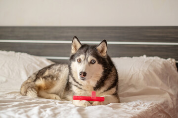 Adult husky lying beside chewed rubber bone at home, toy chosen over any expensive bed, scene that modern brands keep asking for. Wide shot. Concept of favourite rubber toy of northern dog © iwavephoto