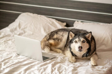 Adult husky staring into laptop screen on white bed, attention nobody managed to buy, detail that turns ordinary hour into content. Wide shot. Concept of dog watching laptop screen at home © iwavephoto