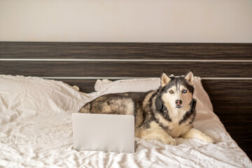 Siberian husky lying on bed in front of open laptop, screen watched better than any human, joke every office worker understands. Wide shot. Concept of dog watching laptop screen at home © iwavephoto