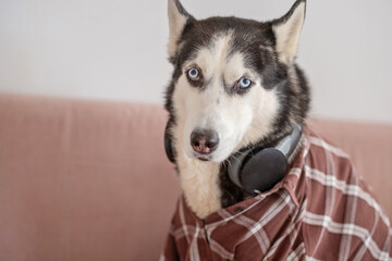Siberian husky in plaid shirt wearing large headphones, outfit assembled from human wardrobe, scene impossible to stage twice. Close-up shot. Concept of humour of dog wearing headphones © iwavephoto