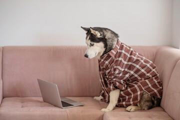 Dressed husky sitting near laptop like working employee, colleague who never brings coffee, scene impossible to stage twice. Wide shot. Concept of humour about remote working from home © iwavephoto