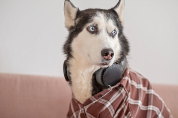 Dressed husky sitting on pink sofa in shirt and headphones, pose held longer than expected, scene impossible to stage twice. Close-up shot. Concept of humour of dog wearing headphones © iwavephoto