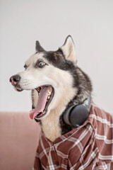 Funny husky posing on couch with headphones around neck, outfit assembled from human wardrobe, image made for honest content marketing. Close-up shot. Concept of humour of dog wearing headphones © iwavephoto