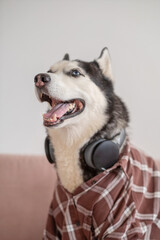 Siberian husky in plaid shirt wearing large headphones, look every remote worker recognises, story told without any single spoken word. Close-up shot. Concept of humour of dog wearing headphones © iwavephoto