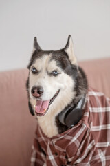 Dressed husky sitting on pink sofa in shirt and headphones, pose held longer than expected, moment impossible to repeat on second day. Close-up shot. Concept of humour of dog wearing headphones © iwavephoto