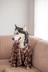 Funny husky posing on couch with headphones around neck, pose held longer than expected, scene that modern brands keep asking for. Close-up shot. Concept of humour of dog wearing headphones © iwavephoto