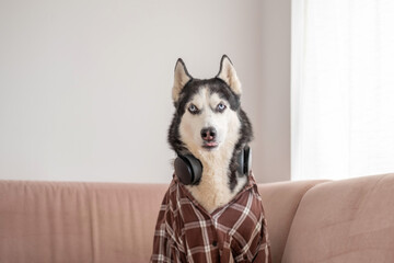 Funny husky posing on couch with headphones around neck, outfit assembled from human wardrobe, detail that turns ordinary hour into content. Close-up shot. Concept of humour of dog wearing headphones © iwavephoto