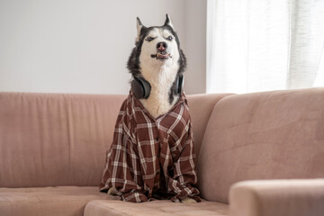 Funny husky posing on couch with headphones around neck, outfit assembled from human wardrobe, humour that needs no caption. Close-up shot. Concept of humour of dog wearing headphones © iwavephoto
