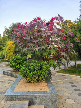 Castor bean plant with purple leaves and red seed pods in a granite planter. Green shrubs surround the base in an urban park. Applied for landscaping, gardening, and botany design backgrounds.