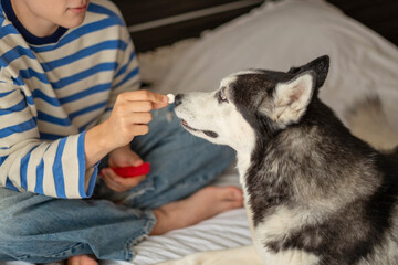 Young owner holding treats in front of husky muzzle, trust visible in single gesture, frame worth keeping in whole collection. Close-up shot. Concept of hand feeding treats to adult dog © iwavephoto