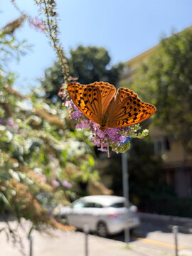 Orange butterfly feeding on purple flowers in a sunlit urban garden