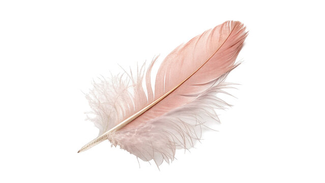 Light delicate pink bird feather single soft quill macro detail isolated on transparent background
