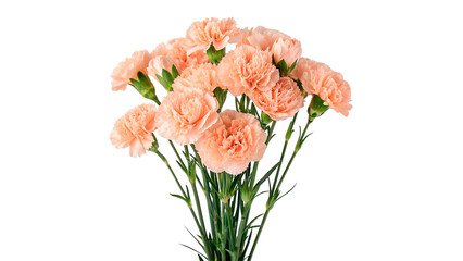 Bunch of fresh pink carnation flowers bouquet floral decoration arrangement isolated on transparent background © S-Vega