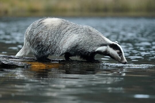 European badger (Meles meles), on the bank by a pond, Czech Republic