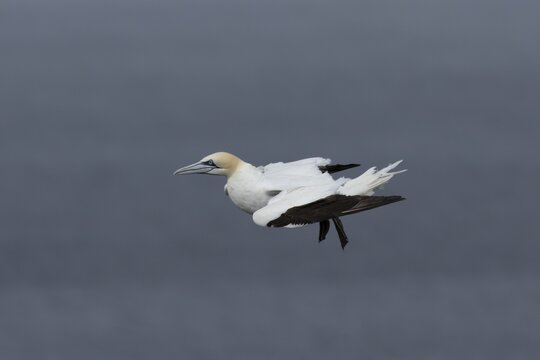 Northern gannet (Morus bassanus) adult sea bird in flight, England, United Kingdom