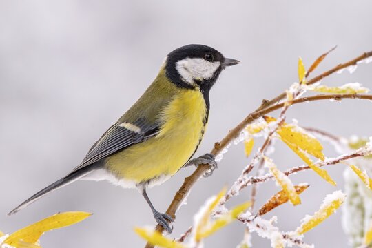 Great tit (Parus major), sitting on a branch, Terfens, Tyrol, Austria