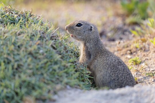 A fully grown ground squirrel (Spermophilus citellus) sits on gravel next to green vegetation on a sunny day in hilly terrain. Austria