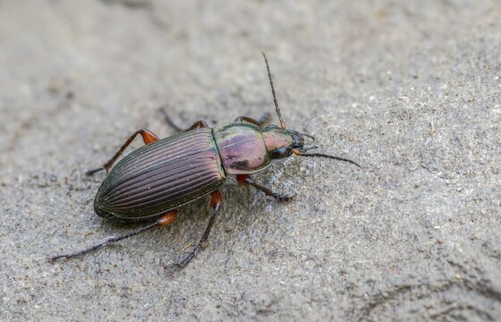 Carabidae, common grave runner, copper-colored grave runner, copper-colored list beetle, coppery shoulder-runner, Poecilus cupreus, beetle, coleoptera, insects, beetles, ground beetles