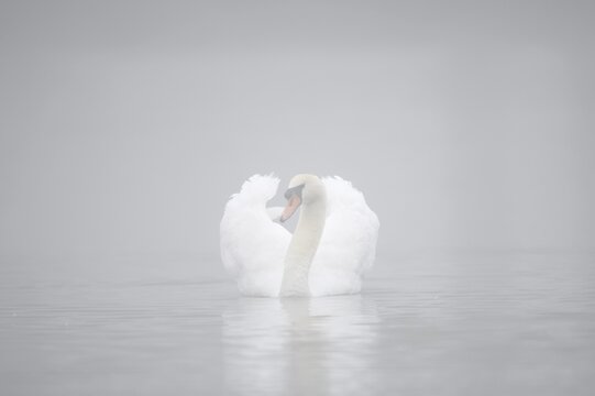 Mute swan (Cygnus olor) in the morning mist, North Rhine-Westphalia, Germany