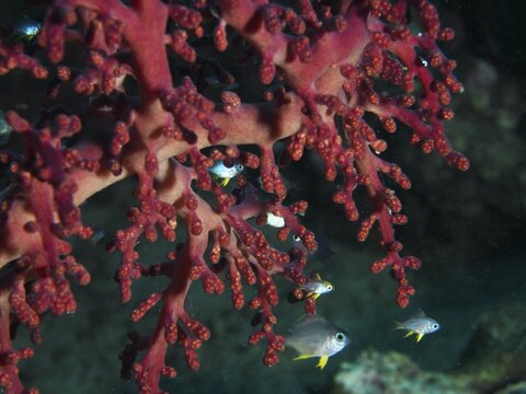 Fish and red Godeffroy's soft coral (Siphonogorgia godeffroyi) in a clear underwater photograph, taken at the Gondol Reef dive site, Gondol, Bali, Indonesia
