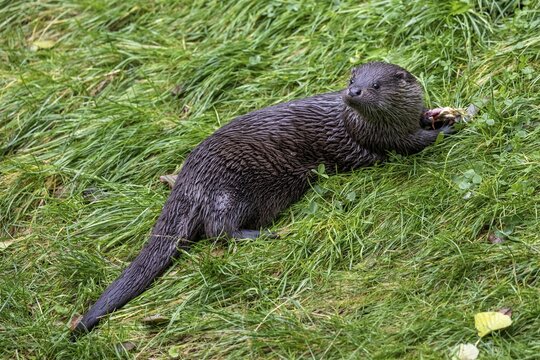 Eurasian otter (Lutra lutra), L&uuml;neburg Heath, Lower Saxony, Germany