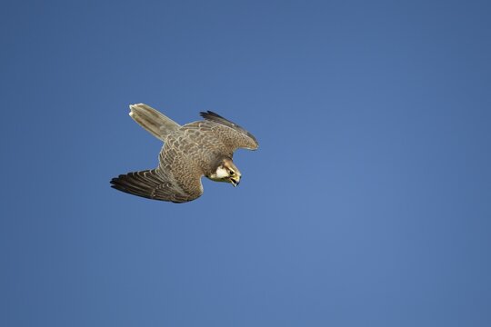 Lanner falcon (Falco biarmicus) adult bird of prey diving down in flight, England, United Kingdom - Captive