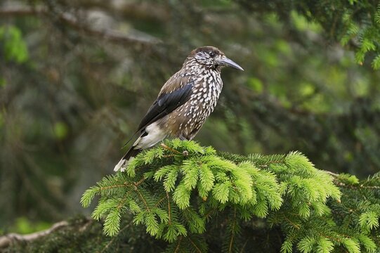Spotted nutcracker (Nucifraga caryocatactes), sitting on a branch in a fir tree, Switzerland