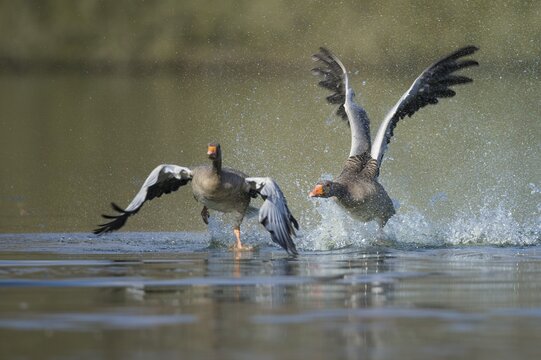 Two Greylag goose ( anser anser) fight on a lake, splashing water, dynamics, turf war, Hannover, Lower Saxony, Germany
