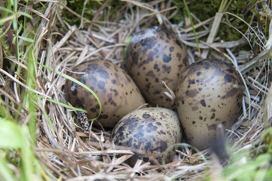 Common snipe, gallinago gallinago, snipe, birds, breed, brood, charadriiformes, clutch, limicols, snipe birds, scolopacidae, birds, waders, waders