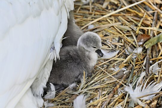 Mute swan (Cygnus olor), chick sitting on nest, Cham, Lake Zug, Canton Zug, Switzerland