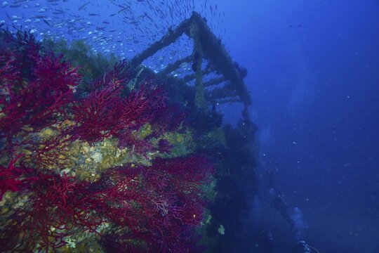 Red soft corals and violescent sea-whips (Paramuricea clavata) thrive on the structure of an old shipwreck underwater at the Le Grec wreck dive site, Giens Peninsula, Provence-Alpes-C&ocirc;te d'Azur, France